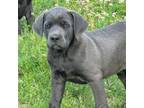 Cane Corso Puppy for sale in Summersville, MO, USA