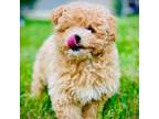 Poodle (Toy) Puppy for sale in Wolverine Lake, MI, USA