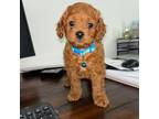 Cavapoo Puppy for sale in Sicklerville, NJ, USA