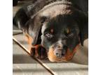 Rottweiler Puppy for sale in Clermont, FL, USA
