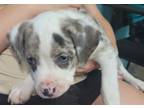 Adopt Lil Baby Carrot a Catahoula Leopard Dog, Mixed Breed