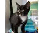 Adopt Stethoscope a Domestic Short Hair