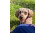 Adopt Barnacle Boy a Miniature Poodle