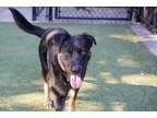 Adopt Buster a Shepherd, Mixed Breed