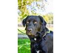 Adopt Colonel Axel a Flat-Coated Retriever, Mixed Breed