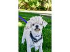 Adopt Marshmallow a Poodle, Mixed Breed
