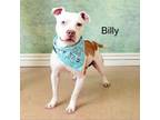 Adopt Billy a Pit Bull Terrier