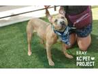 Adopt Bray a Pit Bull Terrier, Mixed Breed