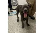 Adopt Weaver a Pit Bull Terrier, Mixed Breed