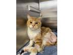 Adopt Great Grampy Oliver a Domestic Short Hair