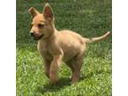 Adopt Luke - Costa Mesa Location *Available 6/8 a Terrier, Shar-Pei