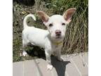 Adopt Spock - Costa Mesa Location *Available 6/8 a Terrier