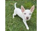 Adopt McCoy - Costa Mesa Location *Available 6/8 a Terrier