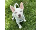 Adopt Scotty - Costa Mesa Location *Available 6/8 a Terrier