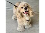 Adopt Yogi 2024 a Cocker Spaniel