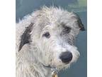Adopt Silas (Shaggy) a Poodle, Airedale Terrier