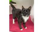 Adopt Weslee a Domestic Short Hair