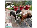 Adopt Hugh a Boxer