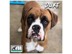 Adopt Duke 2024-1 a Boxer