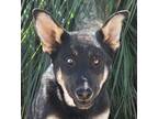 Adopt Vargo-(CP) Foster or Adopt Me a German Shepherd Dog