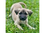 Adopt Pope a Mixed Breed
