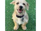 Adopt Alex Scruffy a Terrier