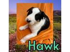 Adopt Hawk a Yellow Labrador Retriever, Mixed Breed