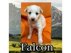 Adopt Falcon a Yellow Labrador Retriever, Mixed Breed