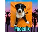 Adopt Phoenix a Yellow Labrador Retriever, Mixed Breed