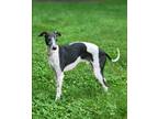 Adopt Magro a Whippet