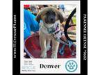 Adopt Denver (Dust Bunnies) 051824 a Great Pyrenees, Border Collie