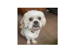 Adopt Sulley a Shih Tzu, Poodle