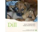 Adopt Dill a Terrier, Boxer