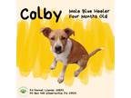 Adopt Colby a Australian Cattle Dog / Blue Heeler