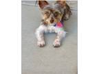 Adopt Milo a Yorkshire Terrier, Mixed Breed