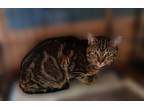 Adopt Andy a Tabby, Domestic Short Hair