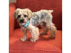 Adopt Toby James a Yorkshire Terrier