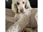 Adopt Oliver North a Labrador Retriever, Standard Poodle