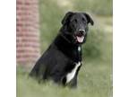 Adopt Archer a Black Labrador Retriever, Collie