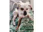 Adopt Bodey a Chinese Crested Dog