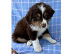 Adopt Buster a Border Collie