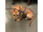 Adopt MARCELLOUS a Mixed Breed