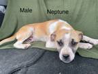 Adopt Neptune Planet a Beagle, Pug