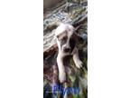 Adopt Flynn 3124 a German Shepherd Dog