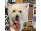 Adopt Wallie SH_0704 a Terrier