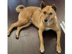 Adopt Raja a Canaan Dog