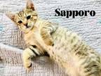 Adopt Sapporo a Domestic Short Hair