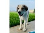 Adopt Lucky Sunshine a Great Pyrenees