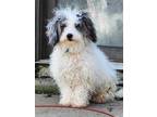 Adopt Ned a Poodle, Bernese Mountain Dog
