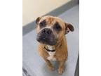 Adopt Rex a Pit Bull Terrier, Mixed Breed